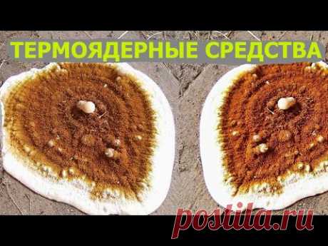 Серпула плачущая, белый домовой грибок, сверхмощные методы борьбы.
