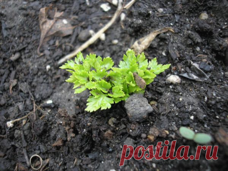 Как быстро прорастить петрушку