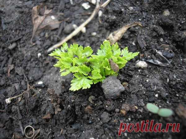 Как быстро прорастить петрушку