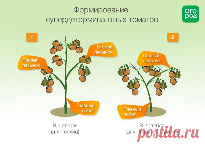 Формирование томатов в теплице и открытом грунте: инструкции и схемы | На грядке (Огород.ru)