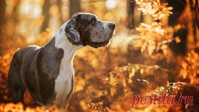 Дог (31 фото)