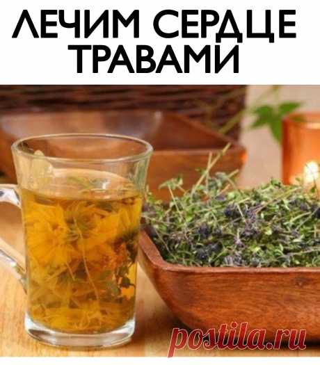 ЛЕЧИМ СЕРДЦЕ ТРАВАМИ 
 
При гипертонии 
 
- 2 раза в день съедайте по 1 ч.л. измельченных семян укропа. Забудете о проблемах с давлением. 
 
При атеросклерозе 
 
- 1 стол.лож. измельченных корней одуванчика залить стаканом кипятка, процедить. Принимать по 1/4 стакана 3-4 раза в день за 30 минут до еды. 
 
При сердечной недостаточности 
 
- 1 ч.л. травы желтушника залить 0,5 стакана кипятка, настаивать 2 часа. Принимать по 1 ст.лож. настоя 3 раза в день в течение 20 дней. 
...