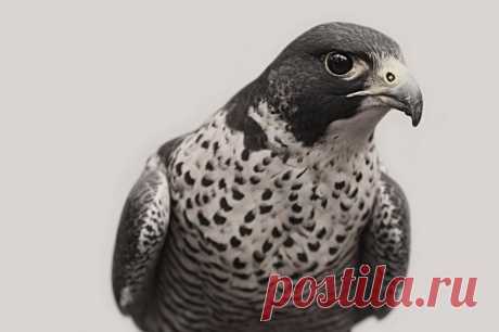 Фотограф Трой Мот, очарованный дикой природой