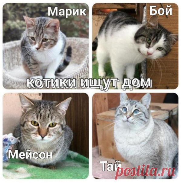 Коломна. Москва. МО. 

Ученые вывели формулу счастья!
Она, как и все гениальное, проста -
Начинайте день с кота.
Показать полностью…