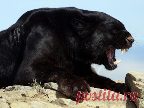 Невероятно красивая кошечка