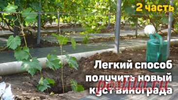 Самый лёгкий способ укоренения! Сможет каждый! Часть2 | Давид Алверцян | Дзен