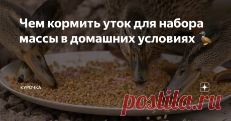 Чем кормить уток для набора массы в домашних условиях 🦆 Добрый день, опытные и начинающие птицеводы. Утки — одни из самых неприхотливых птиц, которых разводят в домашних условиях. Среди заводчиков насчитывается примерно 17 пород пернатых, которые отличаются быстрым набором мышечной массы и яйценоскостью. Чем кормить уток для набора массы? Для правильного роста и развития молодняка важно с первых дней утят соблюдать сбалансированное питание. Чем кормить уток для набора мас...