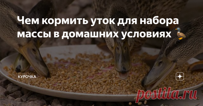 Чем кормить уток для набора массы в домашних условиях 🦆 Добрый день, опытные и начинающие птицеводы. Утки — одни из самых неприхотливых птиц, которых разводят в домашних условиях. Среди заводчиков насчитывается примерно 17 пород пернатых, которые отличаются быстрым набором мышечной массы и яйценоскостью. Чем кормить уток для набора массы? Для правильного роста и развития молодняка важно с первых дней утят соблюдать сбалансированное питание. Чем кормить уток для набора мас...