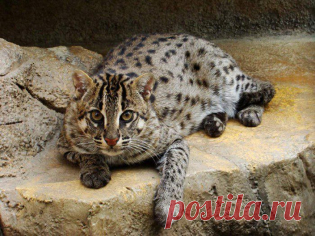 Кошка рыболов или крапчатая кошка – хищник из рода восточные кошки. Описание вида, фото и видео.