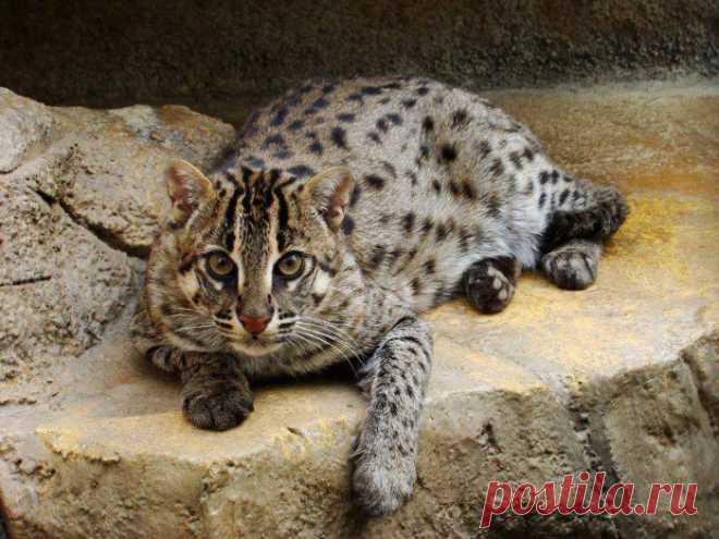Кошка рыболов или крапчатая кошка – хищник из рода восточные кошки. Описание вида, фото и видео.