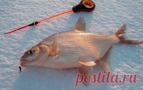 Зимняя прикормка для леща. | Буль буль карасики | Яндекс Дзен