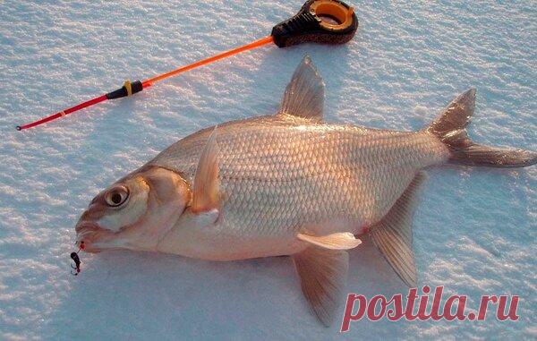 Зимняя прикормка для леща. | Буль буль карасики | Яндекс Дзен