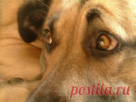 ТЫ НЕ БРОСАЙ... в собаку камень.
Пусть это лишь бездомный пес...
Ведь ОН и так.... ДО БОЛИ РАНЕН...
Хоть и не знает ГОРЬКИХ СЛЁЗ....
НАМ до собак .... ЕЩЁ РАСТИ ,
чтоб вровень встать с их БЛАГОРОДСТВОМ...
А им, ... вовек, не доползти до
ЧЕЛОВЕЧЕСКОГО СКОТСТВА.