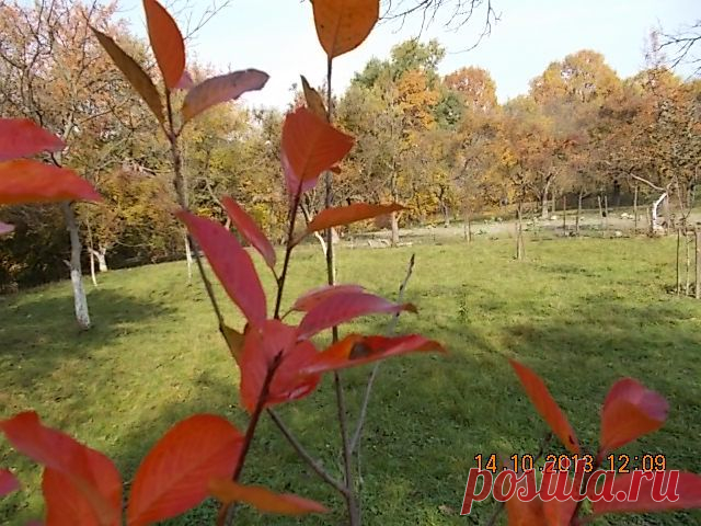 Наш сад сквозь листья черноплодки