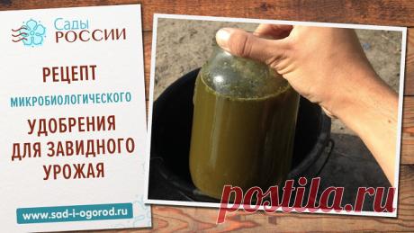 Рецепт микробиологического удобрения для завидного урожая 

В магазинах продается много различных удобрений с анабиотическими микроорганизмами: молочными, дрожжевыми, клеточными, фотосинтезирующими бактериями. Смекалистые огородники уже придумали домашнюю замену таким средствам, которые обходятся гораздо дешевле и работают так же эффективно.

Итак, вам понадобятся: 

 10 литров навоза или куриного помета;
 10 литров листового перегноя;
 10 литров древесной золы;
 3 литра б...