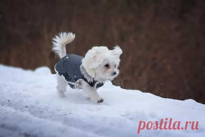 Выкройки пальто для собак: 5 бесплатных моделей | Дама