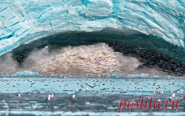 От ледника Лиллехук на острове Шпицберген откалывается глыба – и с оглушительным грохотом падает в воду. Вместе с тучей брызг льдина поднимает из водяной толщи стаи мелких рыбешек, планктонных рачков и моллюсков. Кругом – беспорядочный ажиотаж чаек, набросившихся на кушанья. Автор снимка – Александр Перов: nat-geo.ru/photo/user/114867