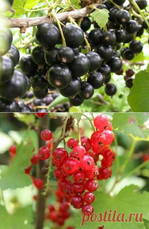 Обрезаем смородину - моделируем скелет | Дачный участок