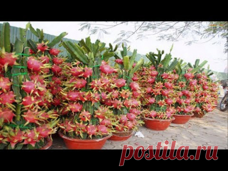 Top 7 easy to grow fruit trees and plants for beginners