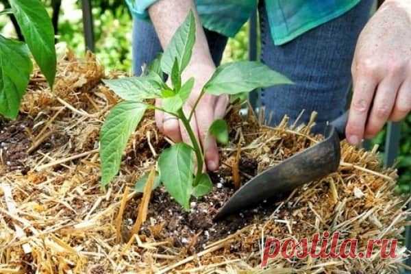 Удобрения для перца в теплице из поликарбоната