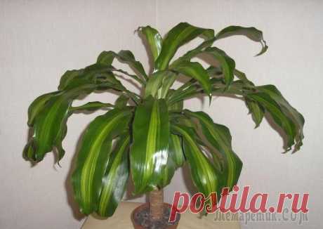 Разновидности драцены