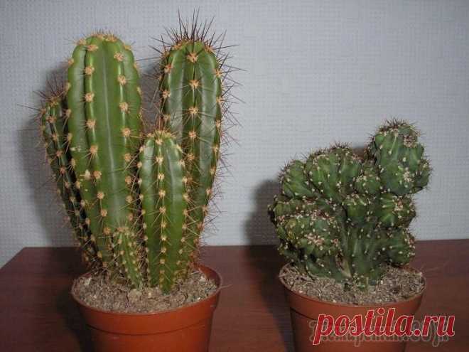 Зимнее содержание кактусов