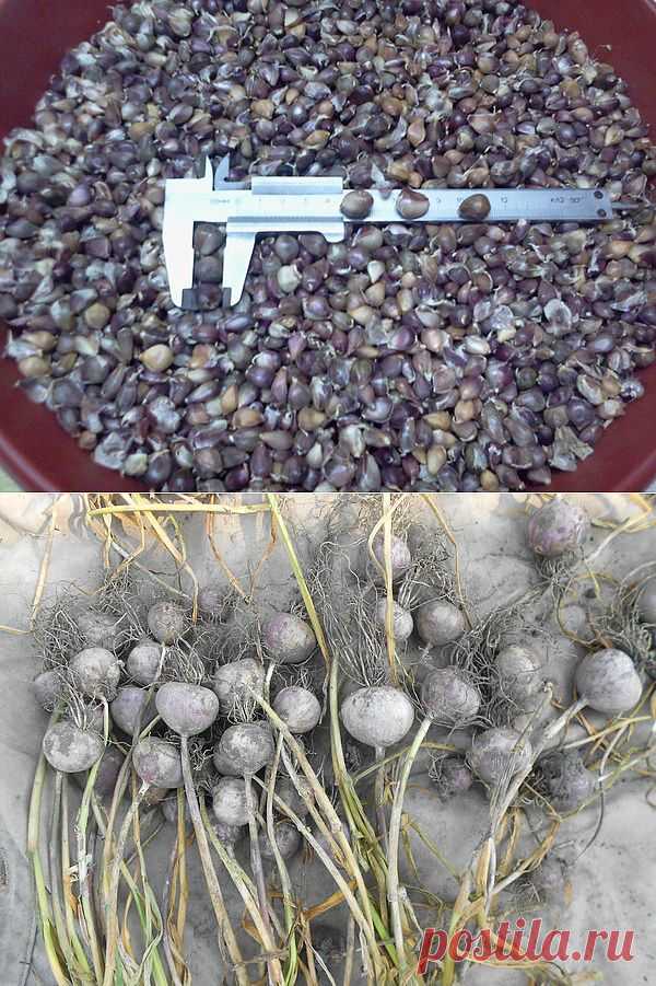 Чеснок и бульбочки (часть вторая)..