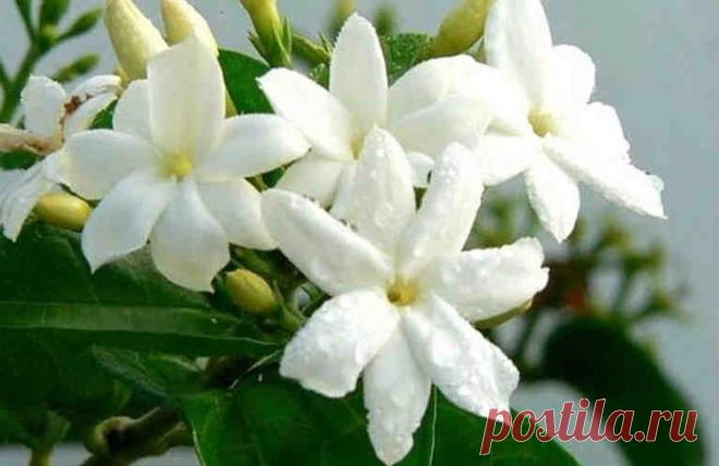 Один из этих трех цветков обязательно должен быть в вашей спальне! Чтобы был хороший сон и не только...