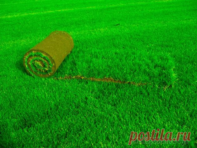 Искусственная трава в рулонах: особенности укладки