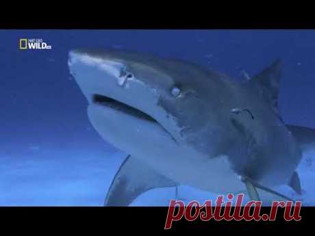Nat Geo Wild: Ужас тигровой акулы. Tiger shark terror