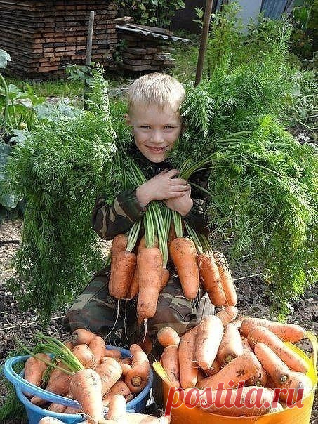 Советы бывалого огородника

•Марганцовка для морковки
Чтобы не привлечь морковную муху при прореживании моркови, нужно взять ведро воды и развести в нем 1 столовую ложку красного или черного молотого перца (хватит на 10 кв.м). Настаивать не нужно, лишь обрызгать морковь настоем перед прореживанием.
Если хотите получить урожай хорошей чистой моркови (без всякой гнили, заразы и т. д.) советую обязательно после второго прореживания в начале июля полить молодые растения водой ...