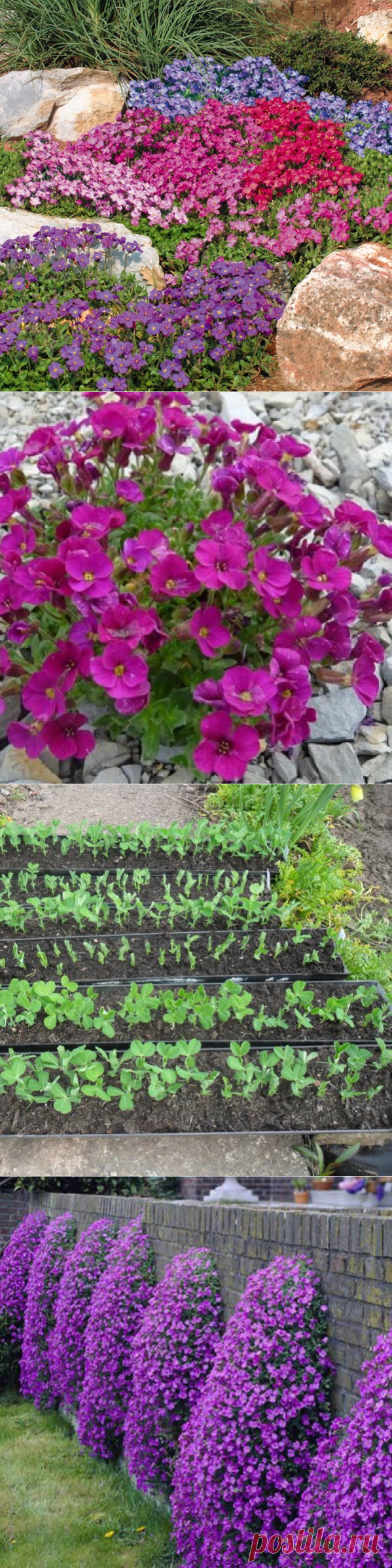 Цветы обриета: фото, выращивание из семян рассадой, посадка и уход