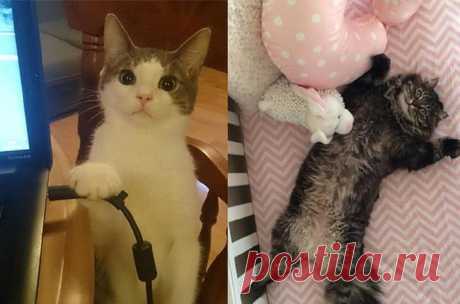 Кошки - хозяева в доме!