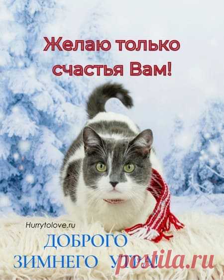 Картинки с добрым зимним утром с животными: открытки с прикольной подборкой зверей