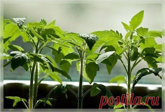 Экономный способ выращивания рассады томатов
Из одного семечка до 10 растений!!!
Хочу поделиться своим опытом выращивания рассады томатов при недостаточном количестве семян и нехватке места под посадочные емкости.
Чтобы получить нужное количество корней томатной рассады, я никогда не сею такое количество семян, а значит, мне не приходится запасать землю мешками и мучиться, переставляя ящики с рассадой с места на место.
Я поступаю таким образом: 
в январе высеваю приблизительно по 5–10 семян н