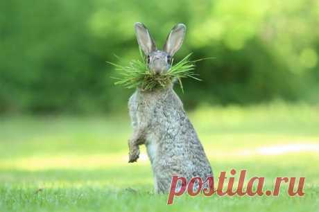 Забавные фотографии финалистов конкурса Comedy Wildlife Photography Awards 2017