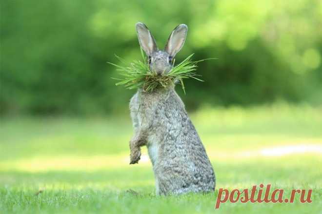 Забавные фотографии финалистов конкурса Comedy Wildlife Photography Awards 2017
