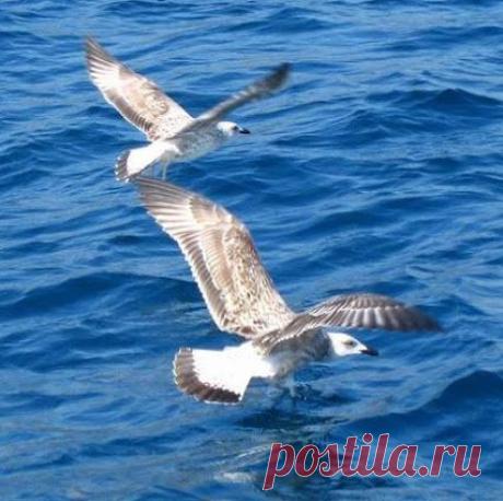 Жизнь одна дана нам свыше !!! – Сообщество – Google+