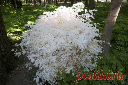 Flower Fantasies : Photo