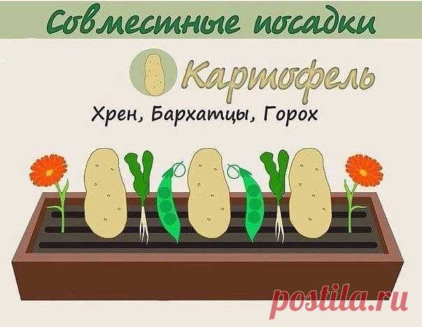 Моя дача