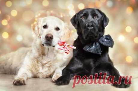 Трогательные фотографии о дружбе собак.: gorlenka