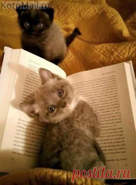 Хозяин, уже пора читать нам сказки на ночь