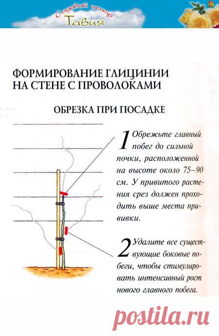 Особенности выращивания и обрезки глициний ~ Глициния ~ Информация ~ Садовый центр ТАВИЯ -