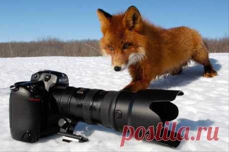 Новости , жаргоны  профессиональных фотографов по фотоаппарату  !!!