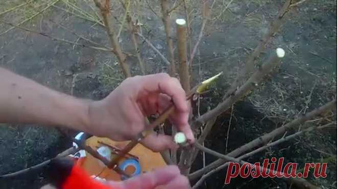 Как сделать прививку весной под кору