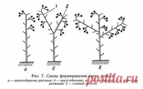 ФОРМИРОВКА ТОМАТА В ОДИН,ДВА И ТРИ СТЕБЛЯ!!!
Правильно начинать формировку кустов томатов вначале июня, так как  с молодого возраста пасленовые образуют в пазухах листьев боковые побеги. Именно их лучше всего удалять, чтобы растение не растрачивало полезные вещества на ненужное побегообразование.
Первое пасынкование проводится через две недели после высадки помидор. Далее, чтоб не допустить перерастание пазушных побегов, процедуру пасынкования проводят с периодичностью 10-12 дней. Для посадки