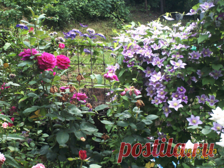 Дуэт: розы и клематисы