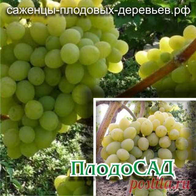 Саженцы ВИНОГРАДА «АВГУСТИН» ПОЧТОЙ - - Интернет-магазин саженцев плодовых деревьев «ПлодоСАД»