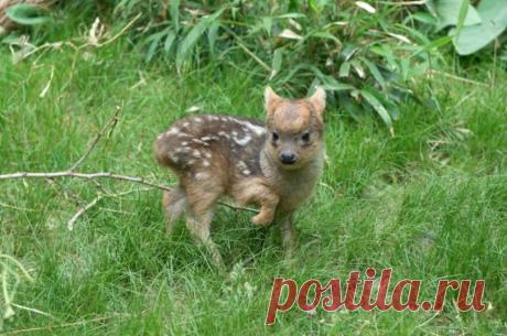 Этот крошечный олененок только что родился зоопарке Нью-Йорка