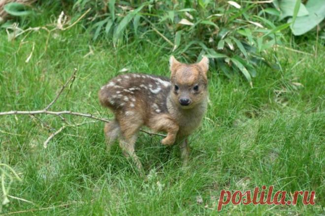 Этот крошечный олененок только что родился зоопарке Нью-Йорка